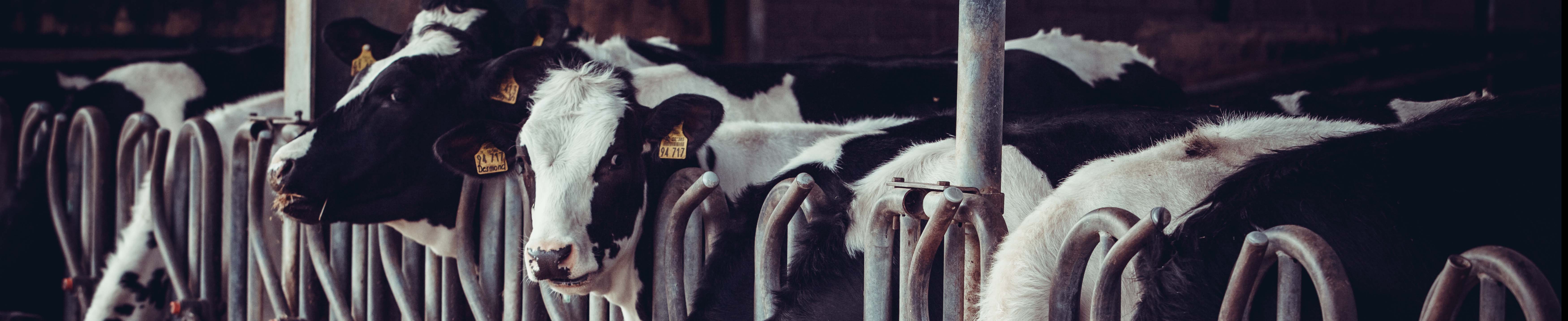 Dairies use Chillers from BV Thermal Systems